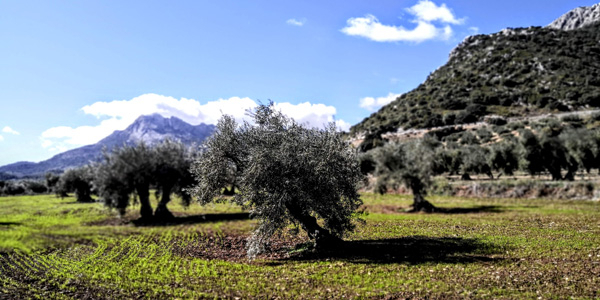 Reinsortige, naturreine Olivenöle mit Säuregehalt max. 0,1%.