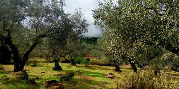Wissenswertes über Olivenöl